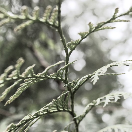cedar tree in my yard