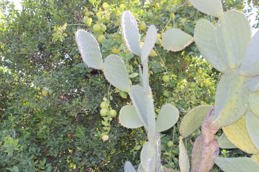 cactus and lemons on route 66