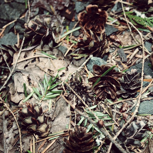 cones on the forest floor