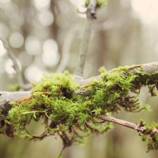 Moss on limb in the woods