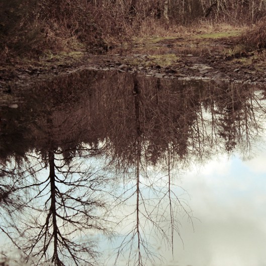 reflection in puddle