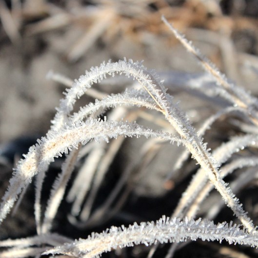 ice crystals on the grass