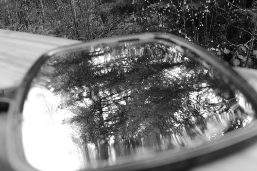 black and white reflection trees
