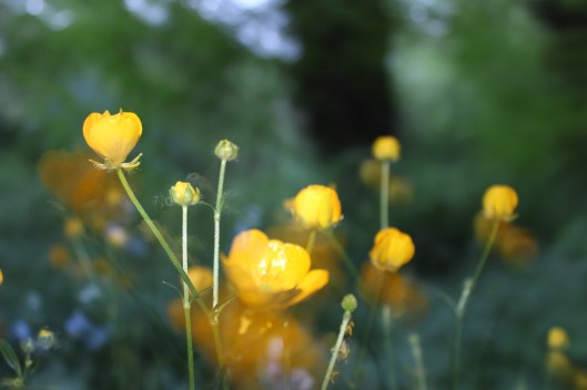buttercup1