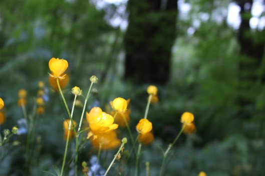 buttercup