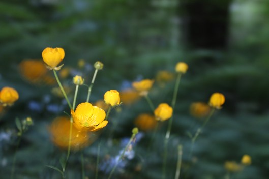 buttercup3