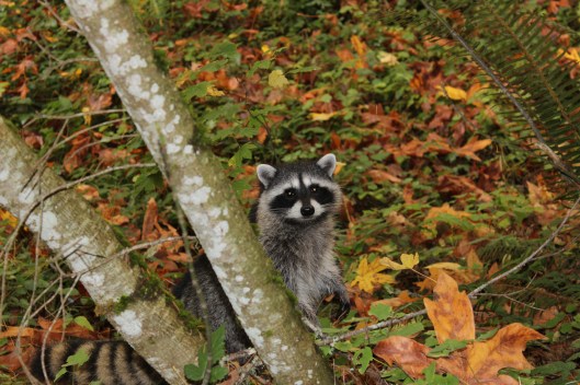 raccoon4