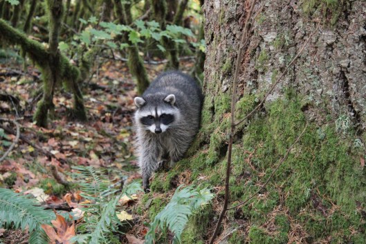 raccoon2