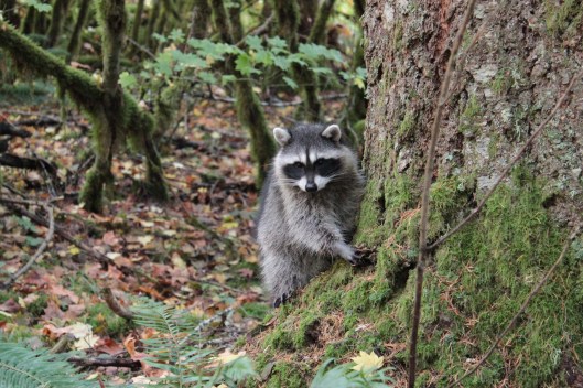 racoon1